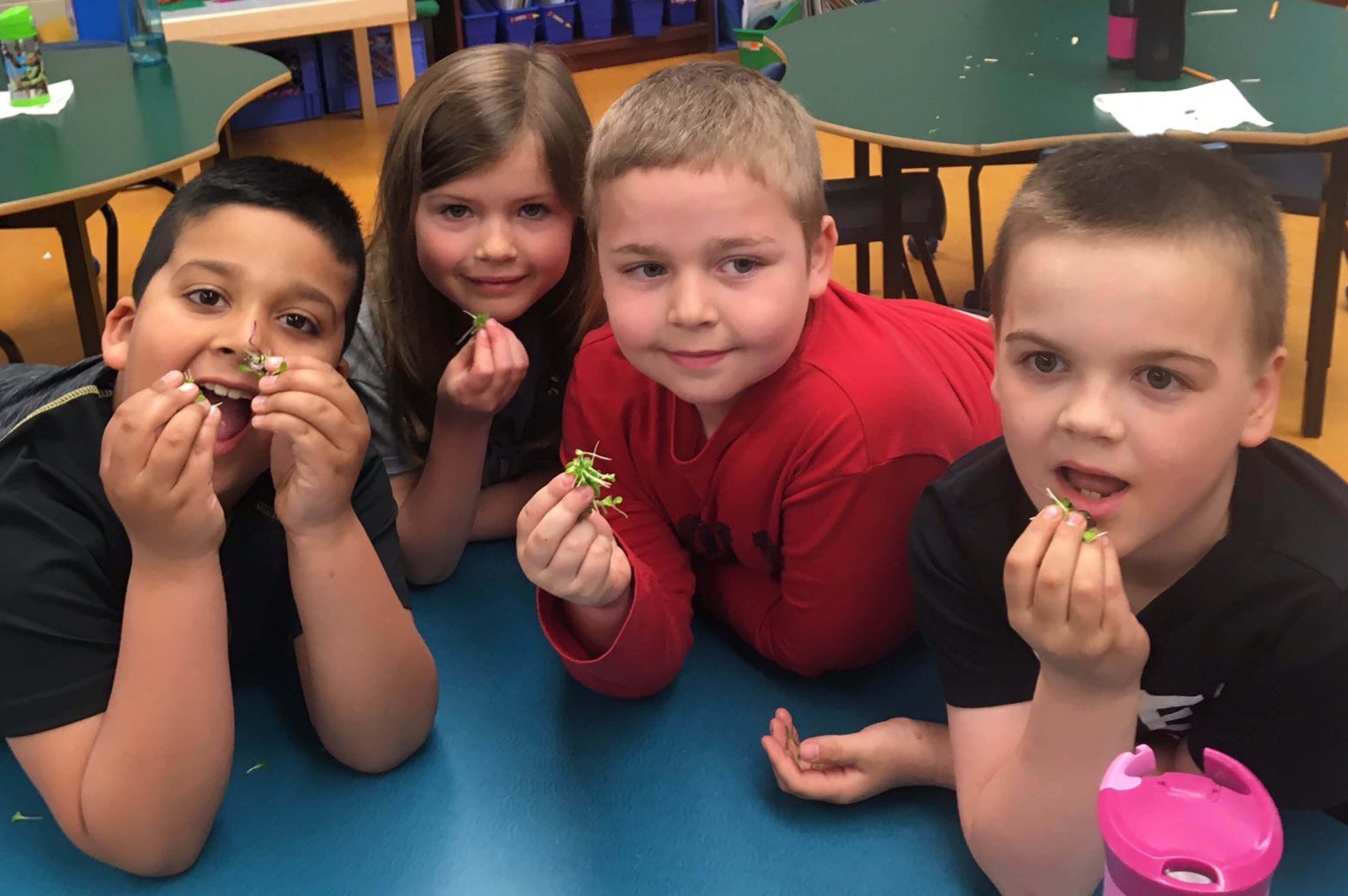 Little Green Sprouts