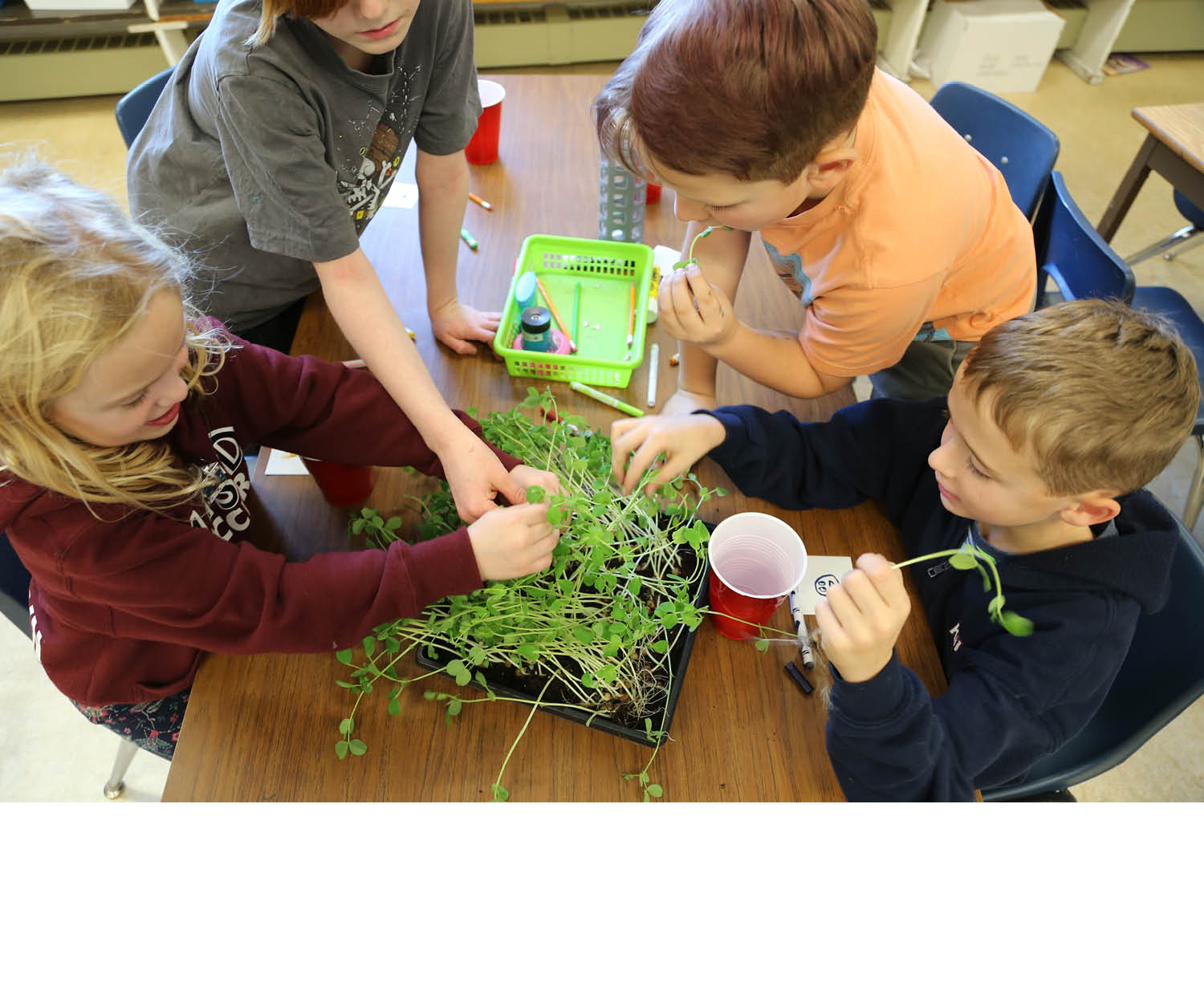 Little Green Sprouts